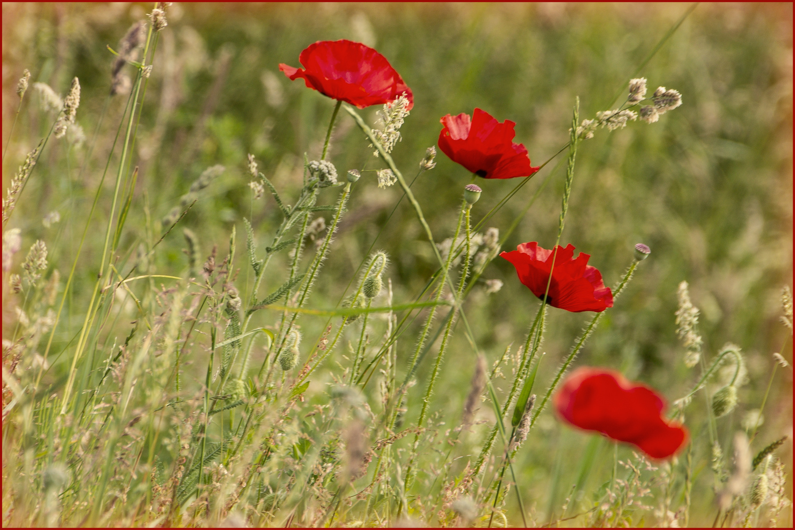 Mohn-Leiter 