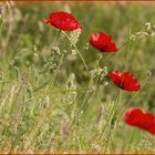 Mohn-Leiter 