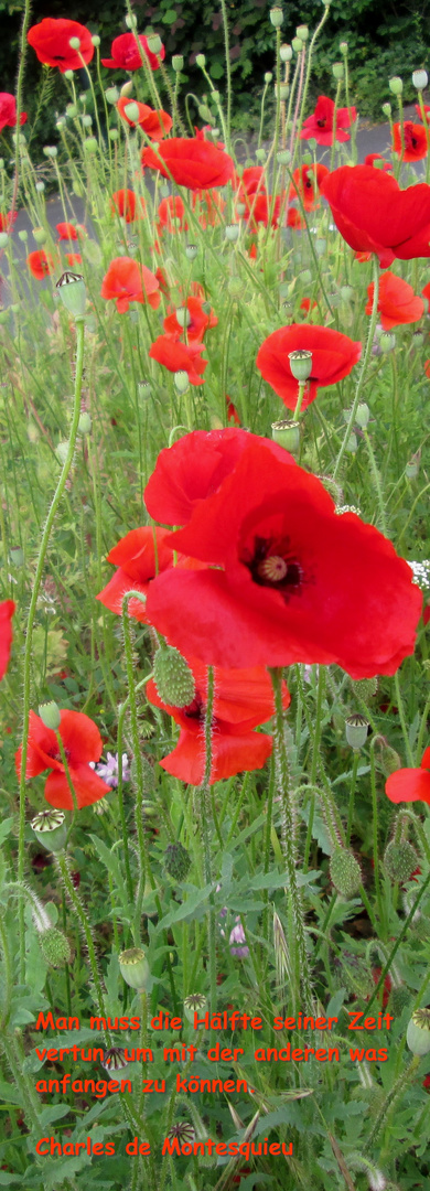 Mohn Lesezeichen