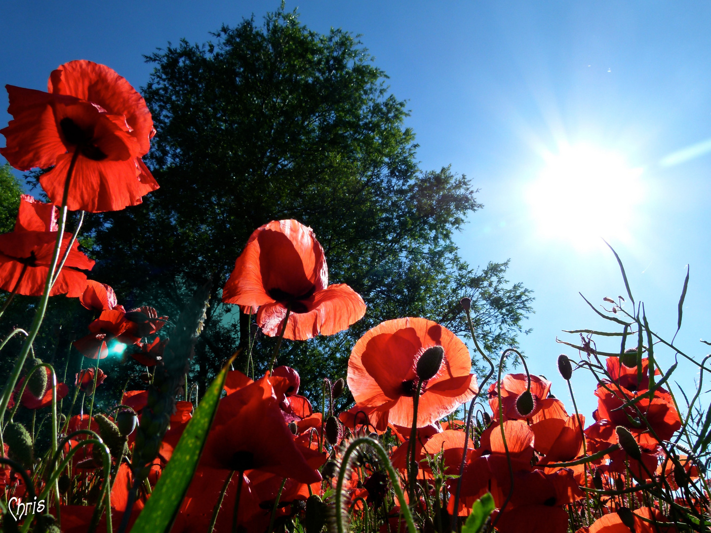 Mohn-Leuchten