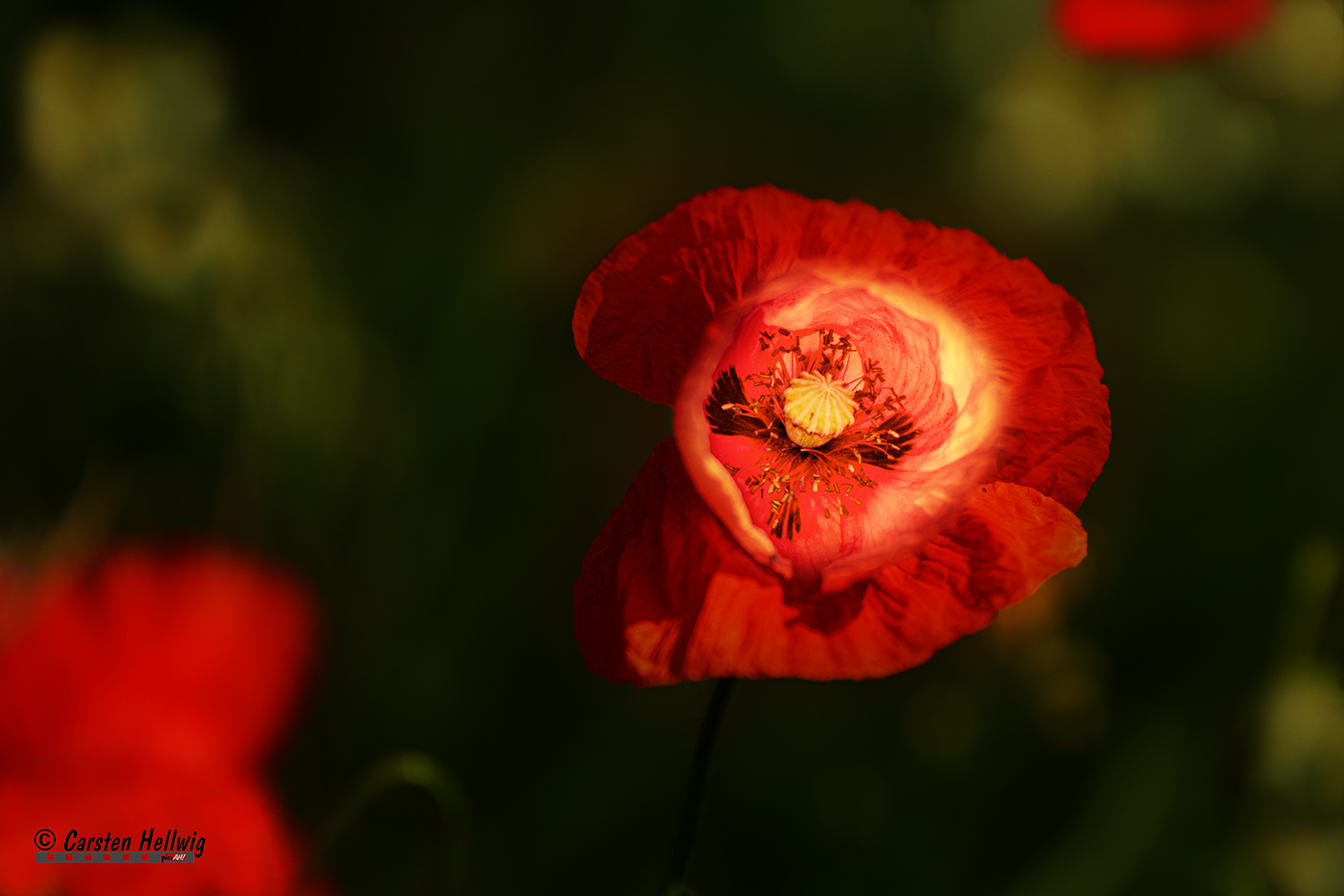 Mohn leuchtend