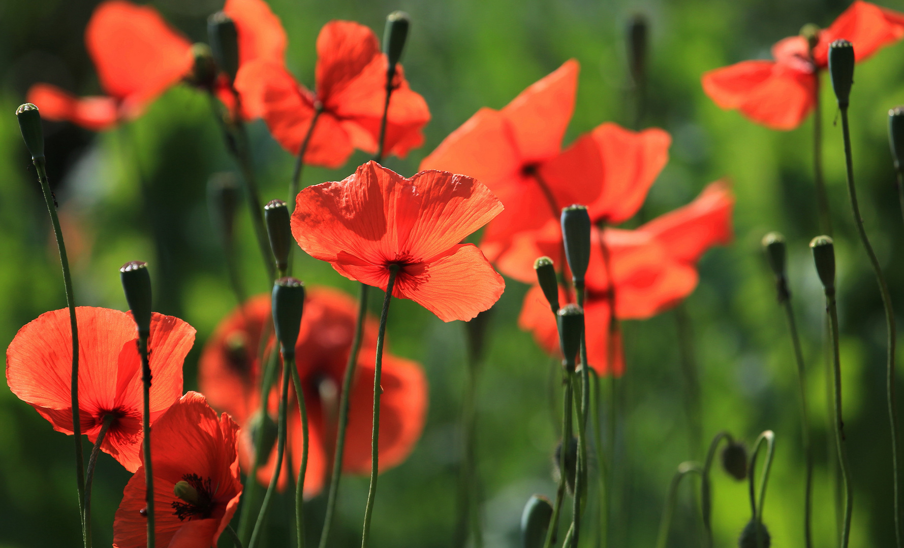 mohn leuchtend