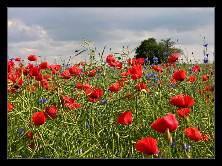 Mohn leuchtet auch ohne Sonne...