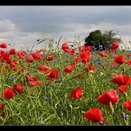 Mohn leuchtet auch ohne Sonne...