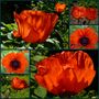 MOHN