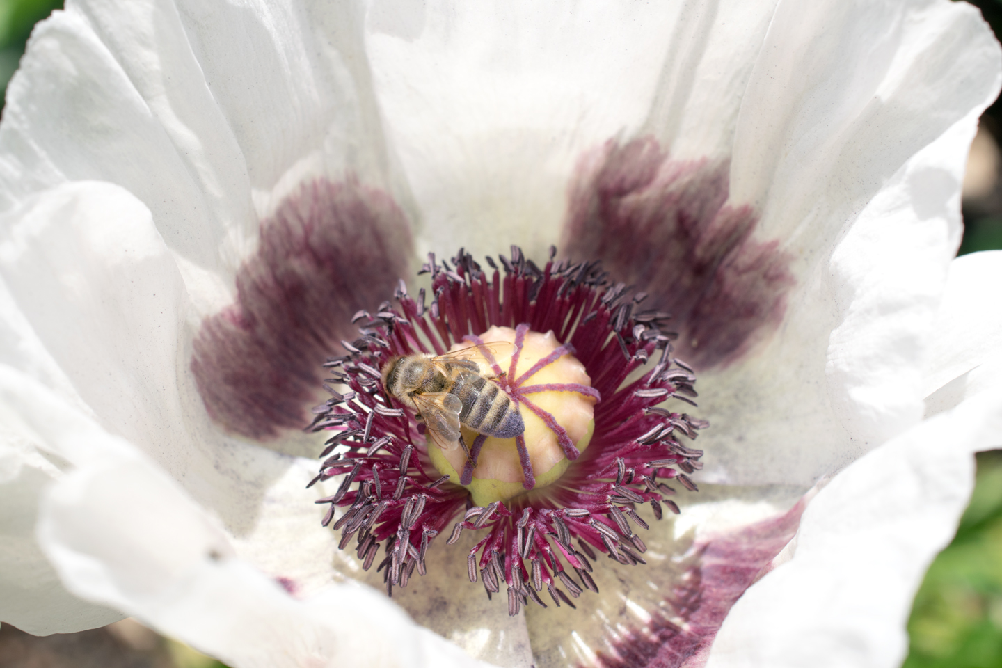 Mohn LGS Bad Lippspringe