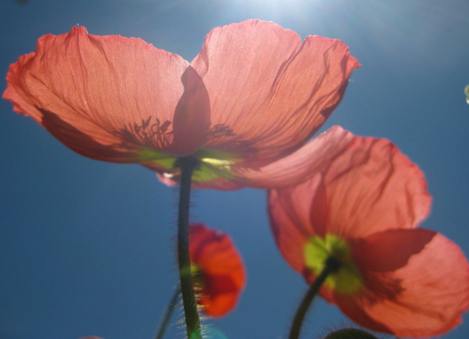 Mohn-Licht