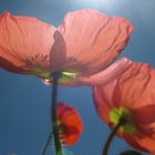 Mohn-Licht