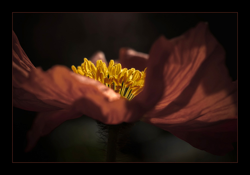 Mohn ... licht