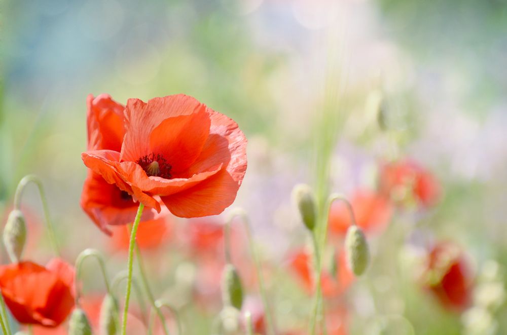 Mohn Licht