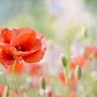 Mohn Licht