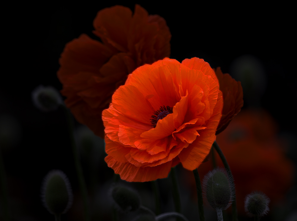 Mohn-Licht