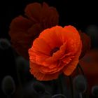 Mohn-Licht