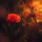 mohn licht ...