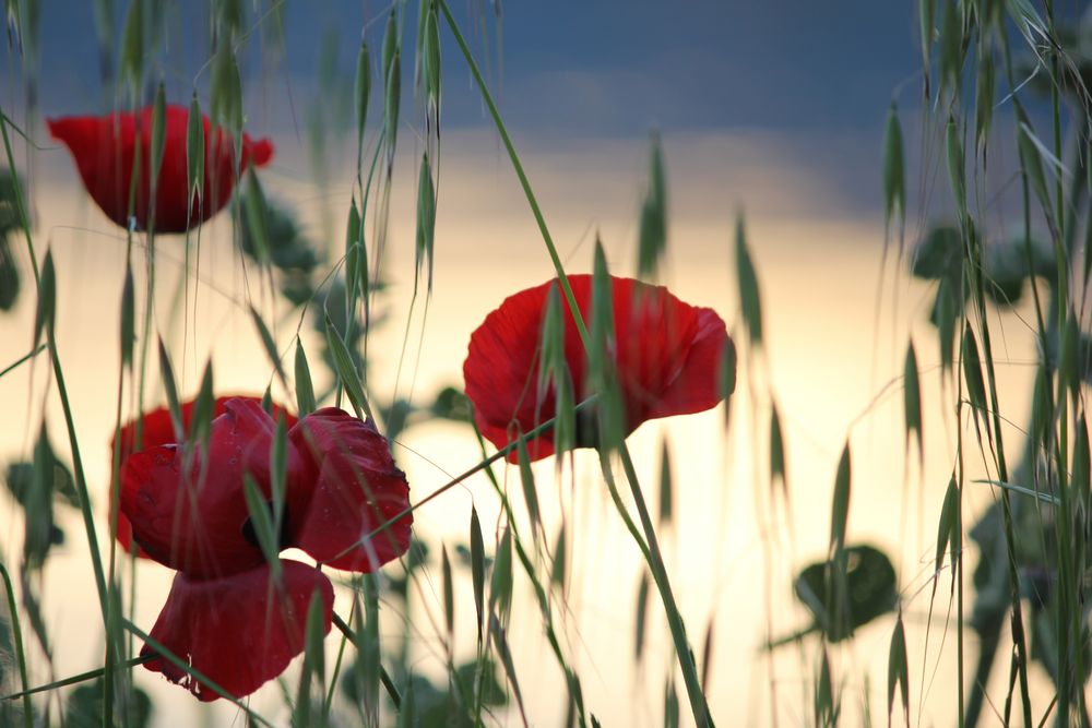 Mohn-Licht