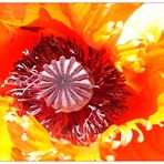 Mohn: Licht und Farbenspiel