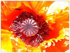 Mohn: Licht und Farbenspiel