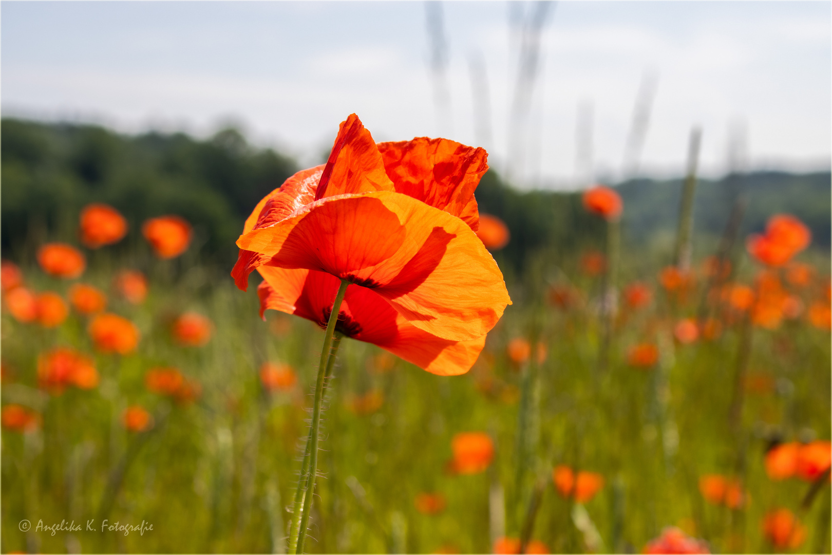 Mohn - "Liebe" ..... (2)