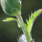 Mohn-Light