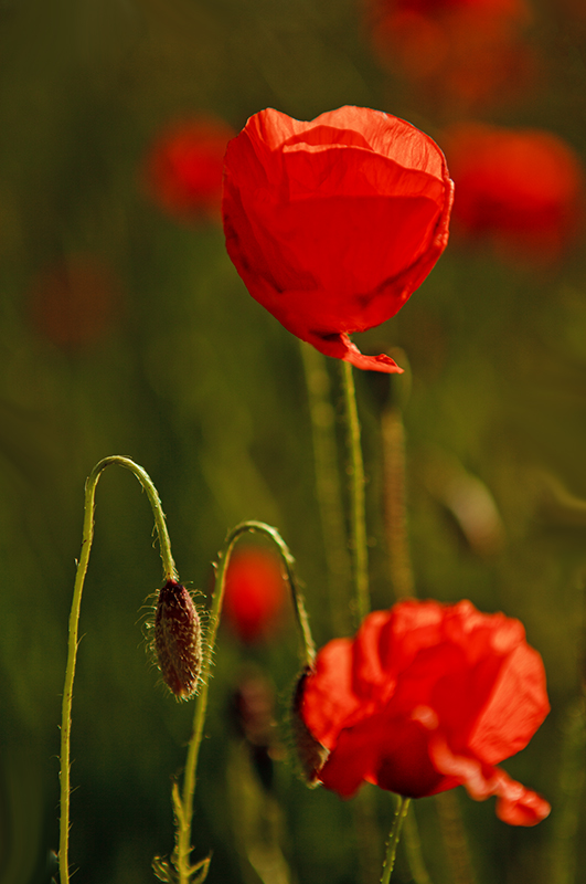 Mohn-light 2