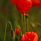 Mohn-light 2