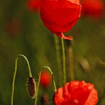 Mohn-light 2