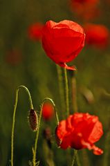 Mohn-light 2