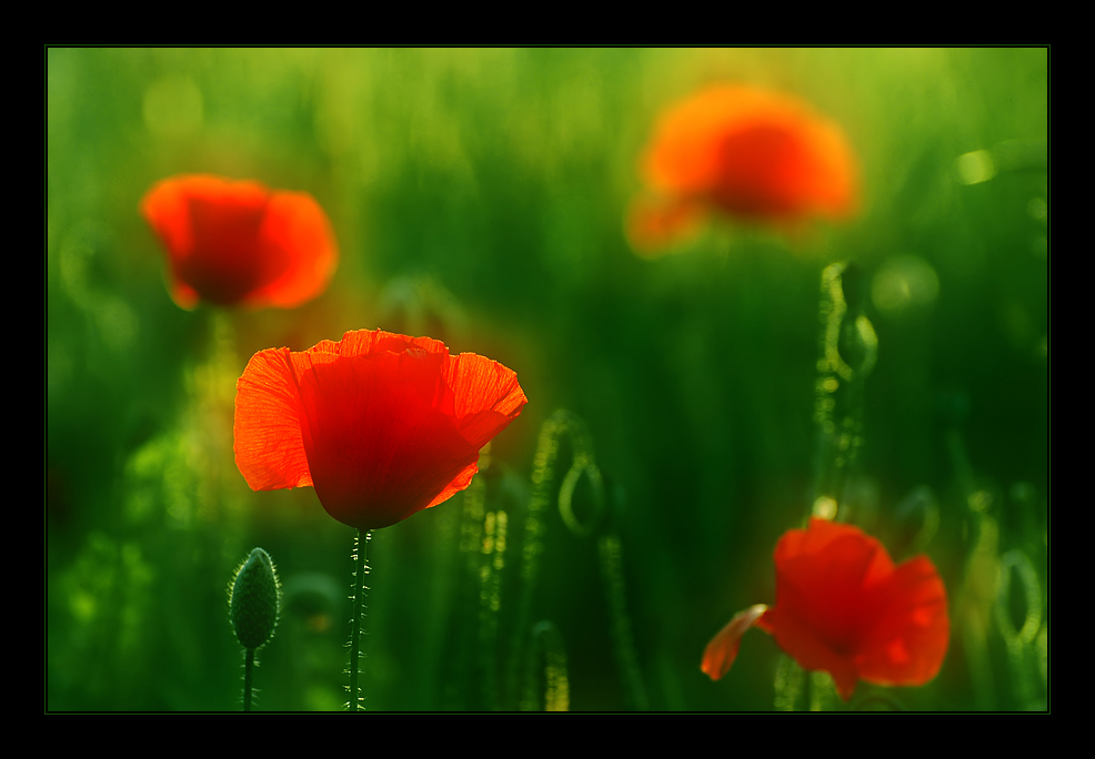 Mohn-Light