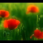 Mohn-Light