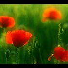 Mohn-Light