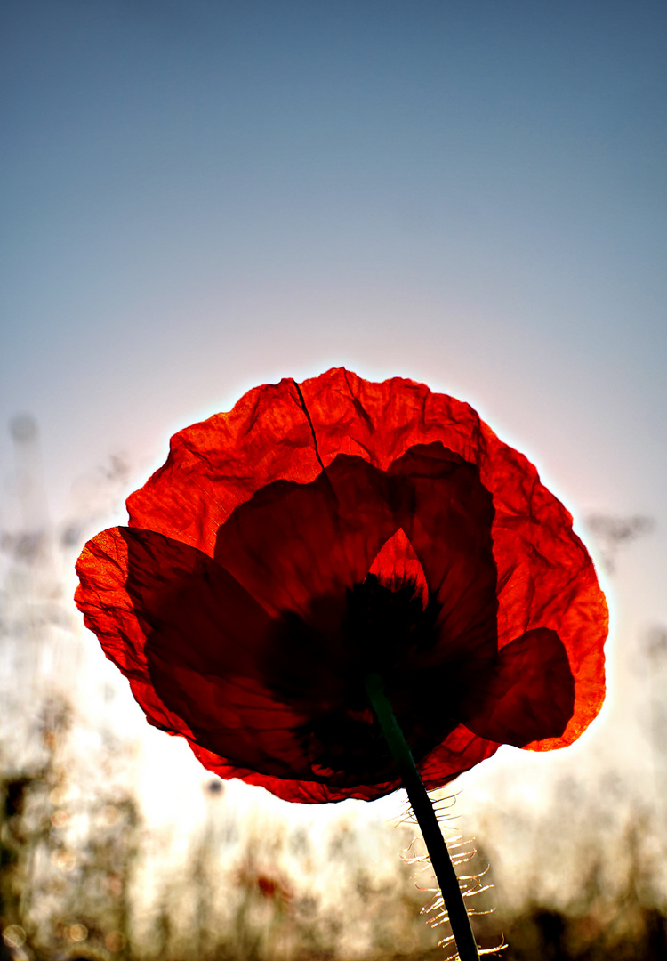 Mohn Light