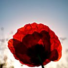 Mohn Light