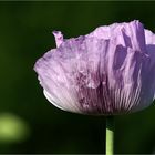 [ mohn light ]