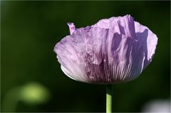 [ mohn light ]