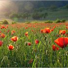 Mohn-Light