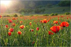 Mohn-Light