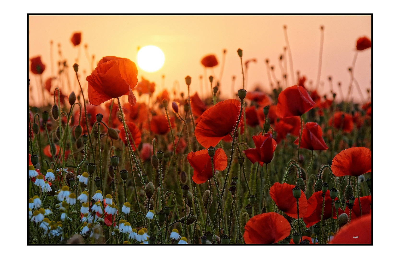 "Mohn-Light"