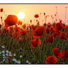 "Mohn-Light"