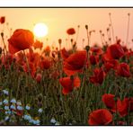 "Mohn-Light"