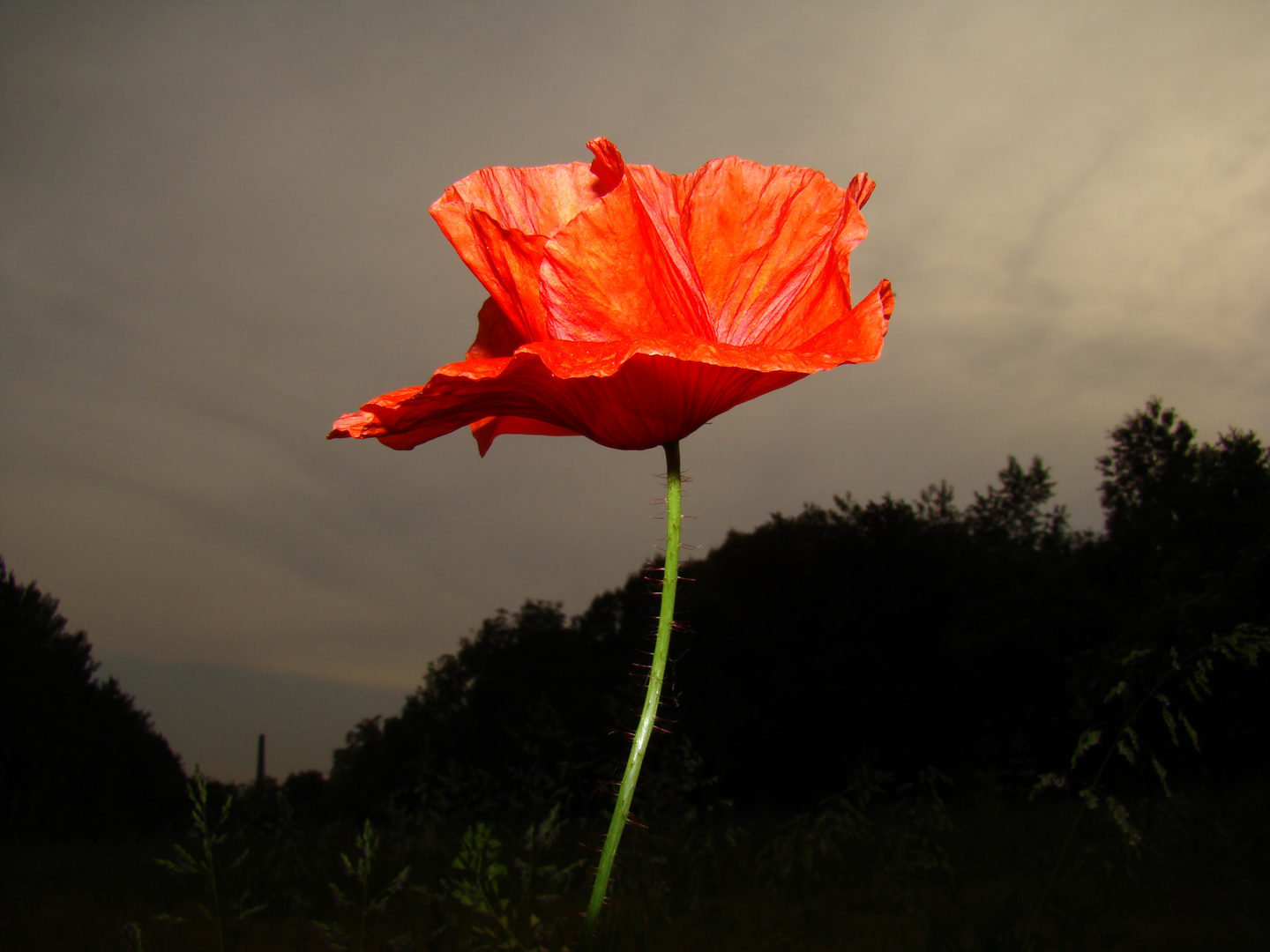 Mohn Light