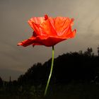 Mohn Light