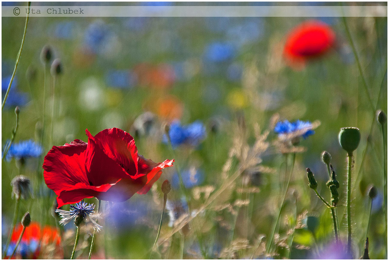 mohn-light