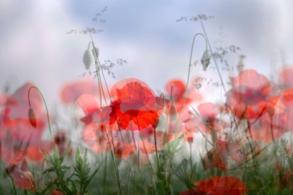 Mohn-light