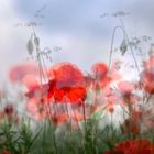 Mohn-light