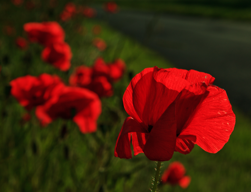 Mohn-light