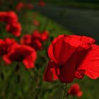 Mohn-light