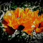 Mohn-light