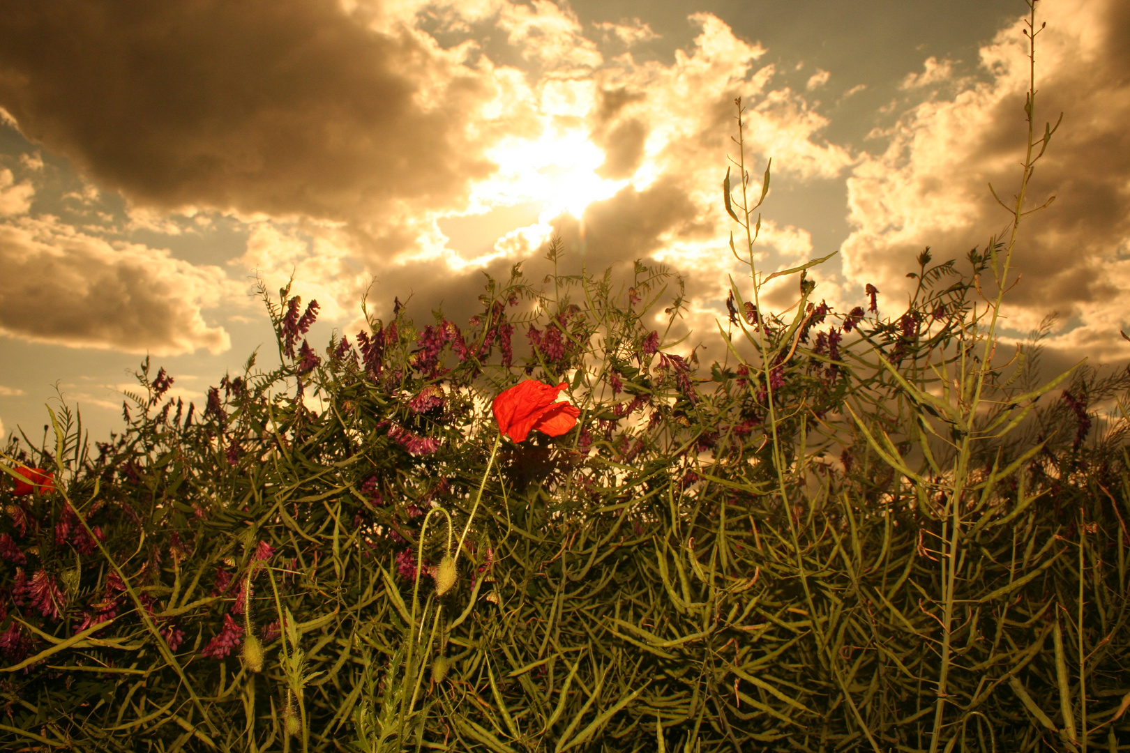 "Mohn-Light"