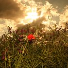 "Mohn-Light"