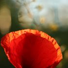 MOHN-light